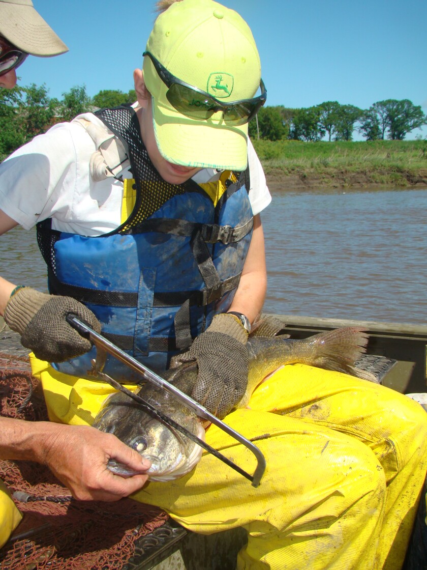 Red River survey otolith removal.jpg