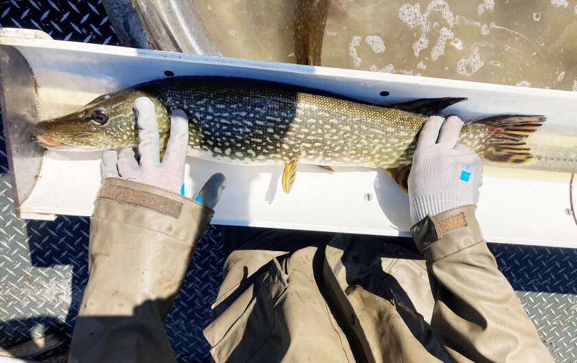Northern pike