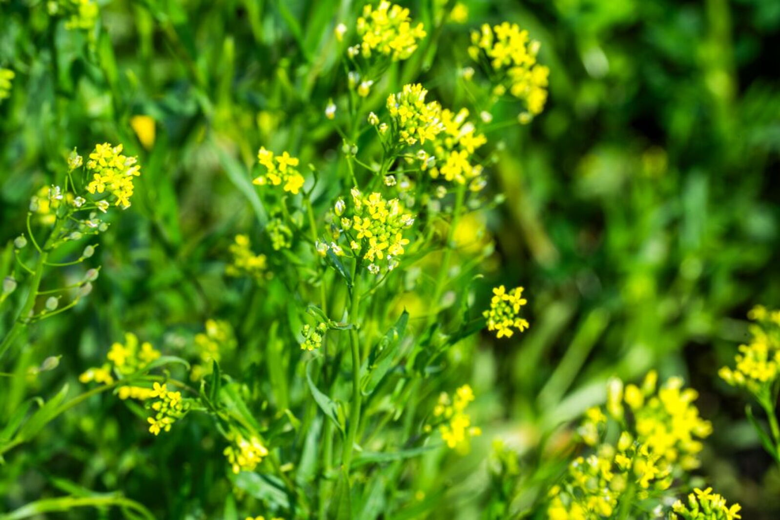 Cargill wants farmers to add camelina to their crop rotations
