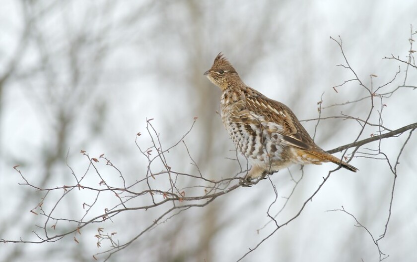 large brown and white bird with tufted feathers on its head perches on a bare tree branch