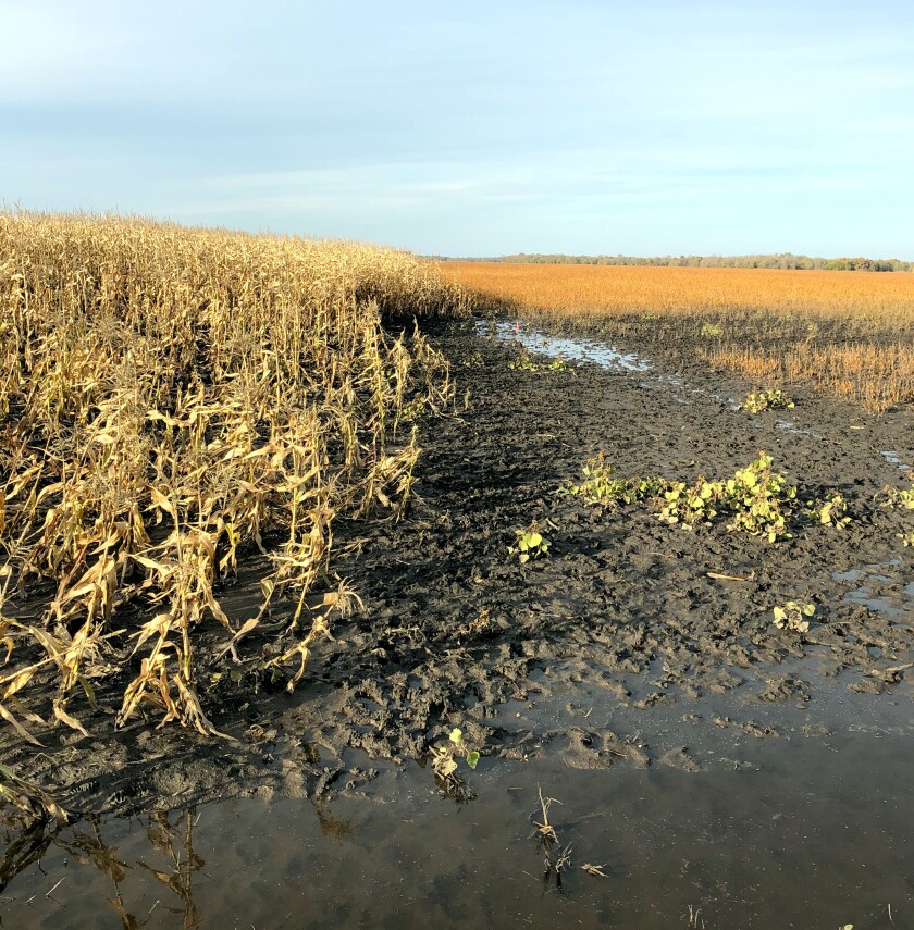 CornField_Trails.jpg