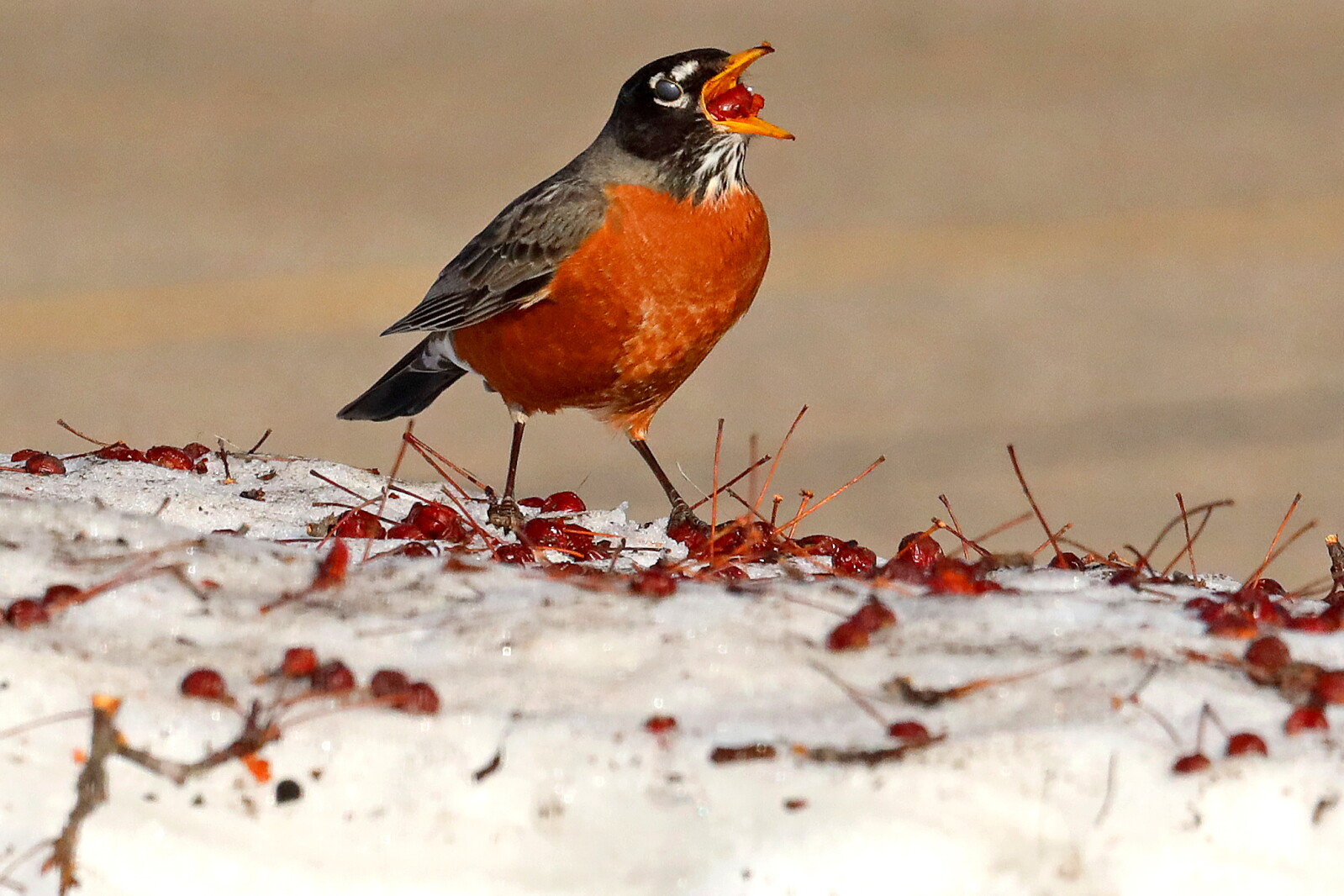 Spring Time Robins Spring Robins 041223 klick! Gallery - Brainerd Dispatch | News, weather ...