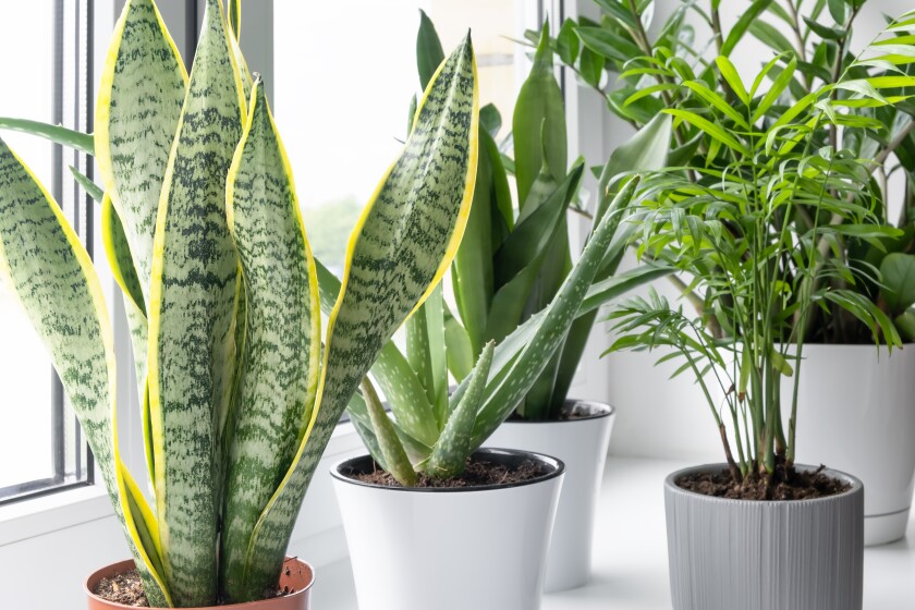 A Sansevieria plant.