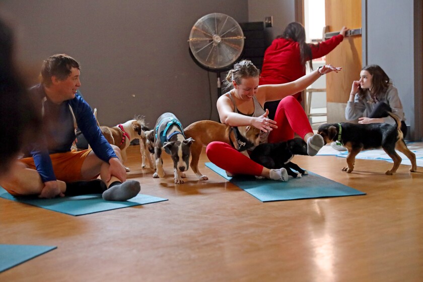 Enthusiastic puppies mob around people trying to do yoga.