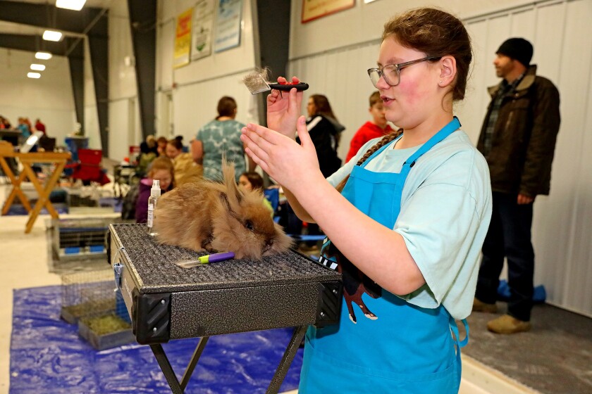 The 14th annual 4-H rabbit fun show and workshop judging Saturday, April 30, 2022, at the Crow Wing County Fairgrounds.