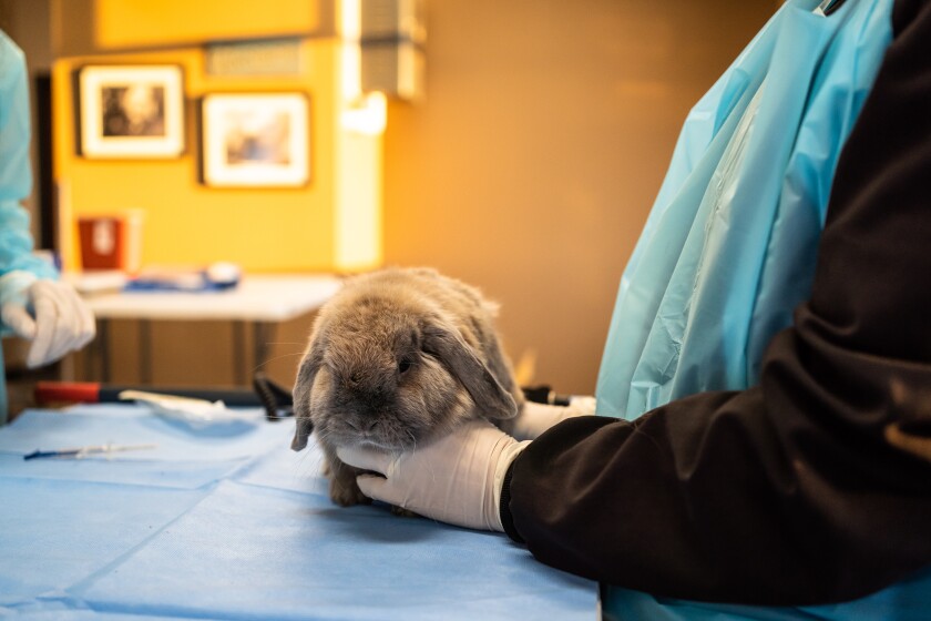 Photos: Rochester Vet hosts vaccination clinic for Rabbit Hemorrhagic ...