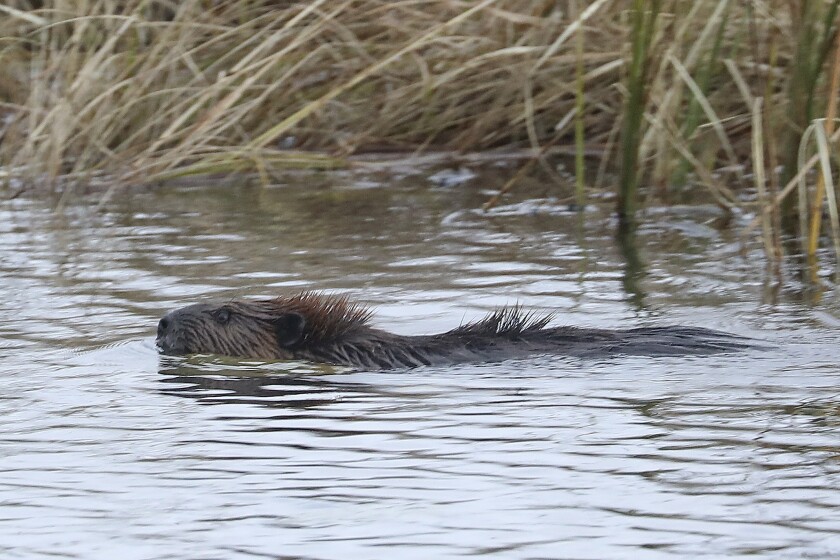 beaver