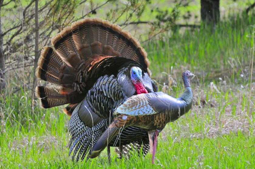 A tom turkey near a turkey decoy in a field.