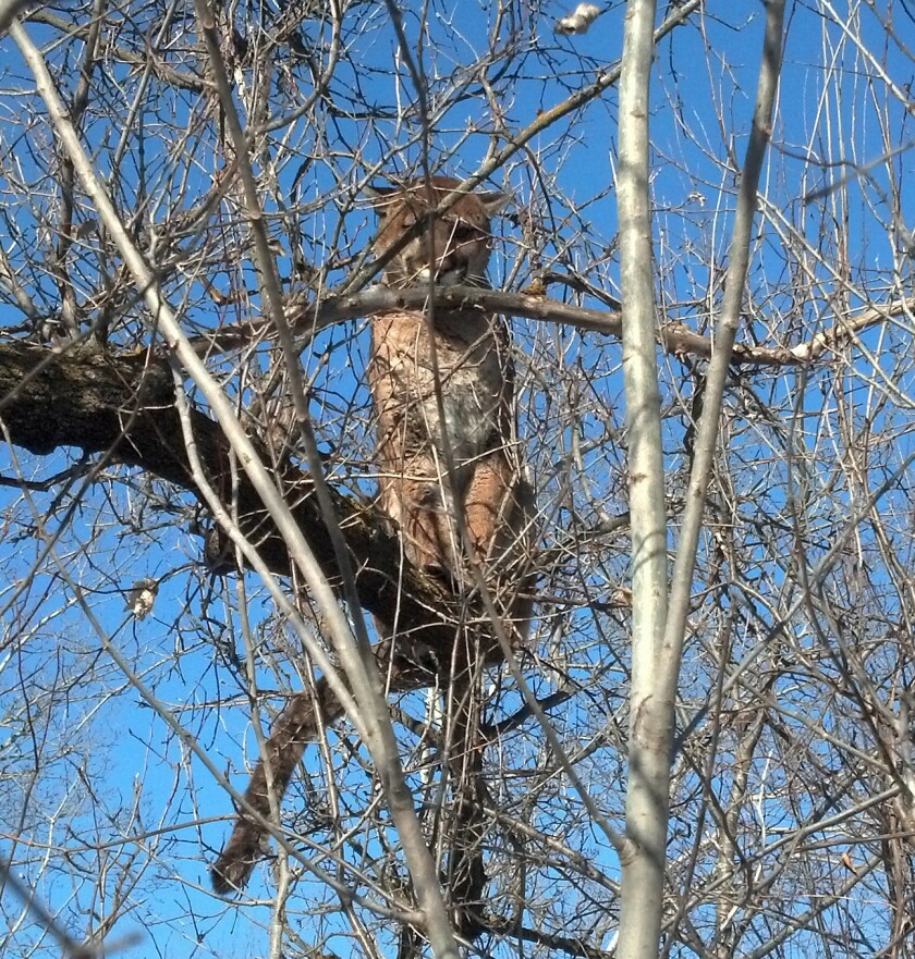010718.N.GFH.MOUNTAINLION-CatnearOsakisin2013.jpg