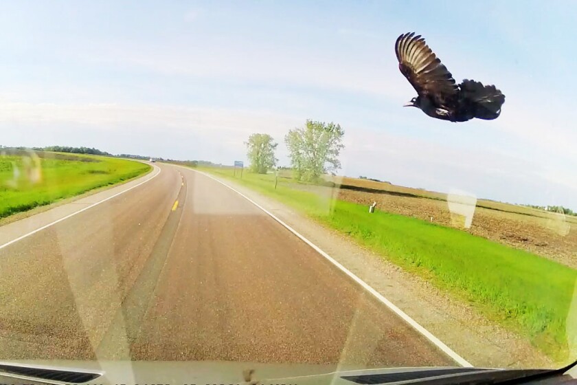 Bird in dashcam