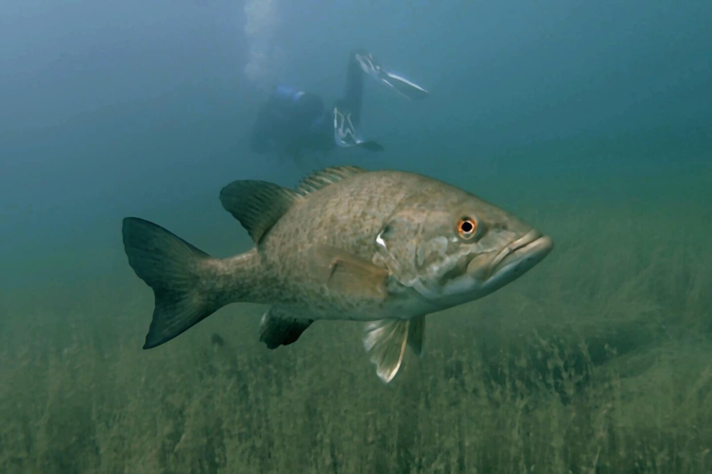 A diver swims away from a large fish in Lake Ore-be-gone.
