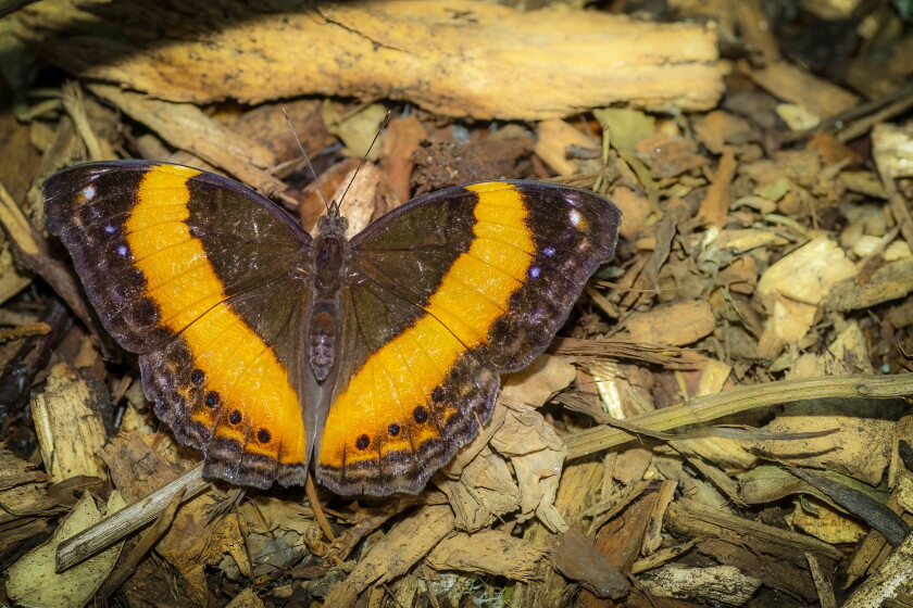Spangled Simple Definition Easy steps to create overwintering habitat for pollinators - Park ...