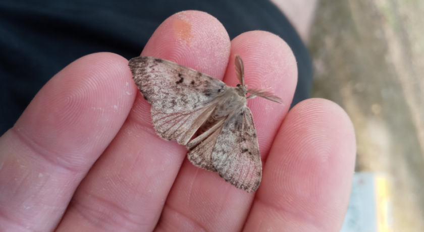 spongy moth