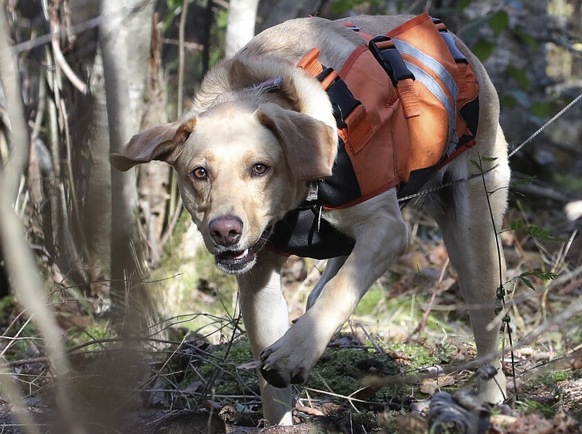 how to train a dog to track a blood trail