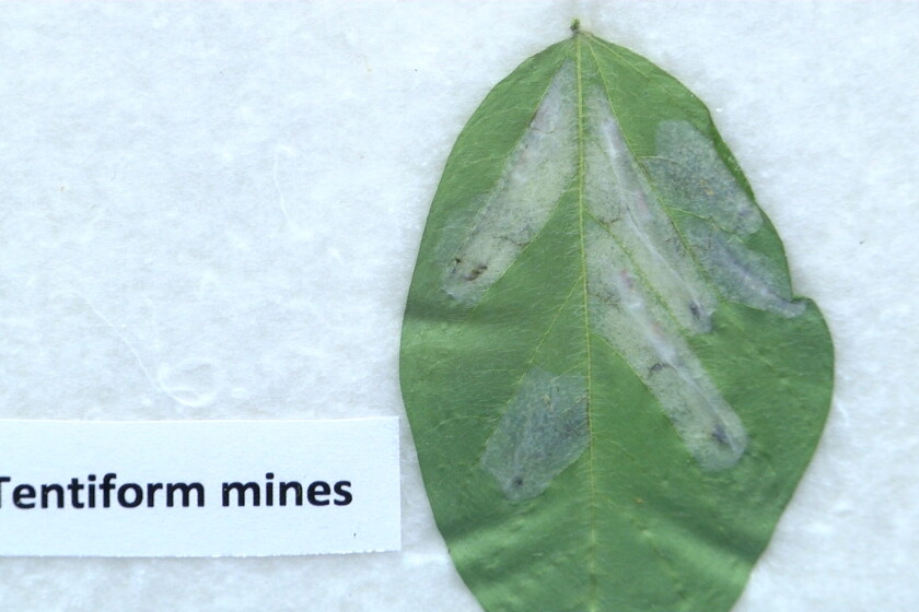 Mining Insect Be aware of these threats to beans going into 2023 - Agweek | #1 source ...