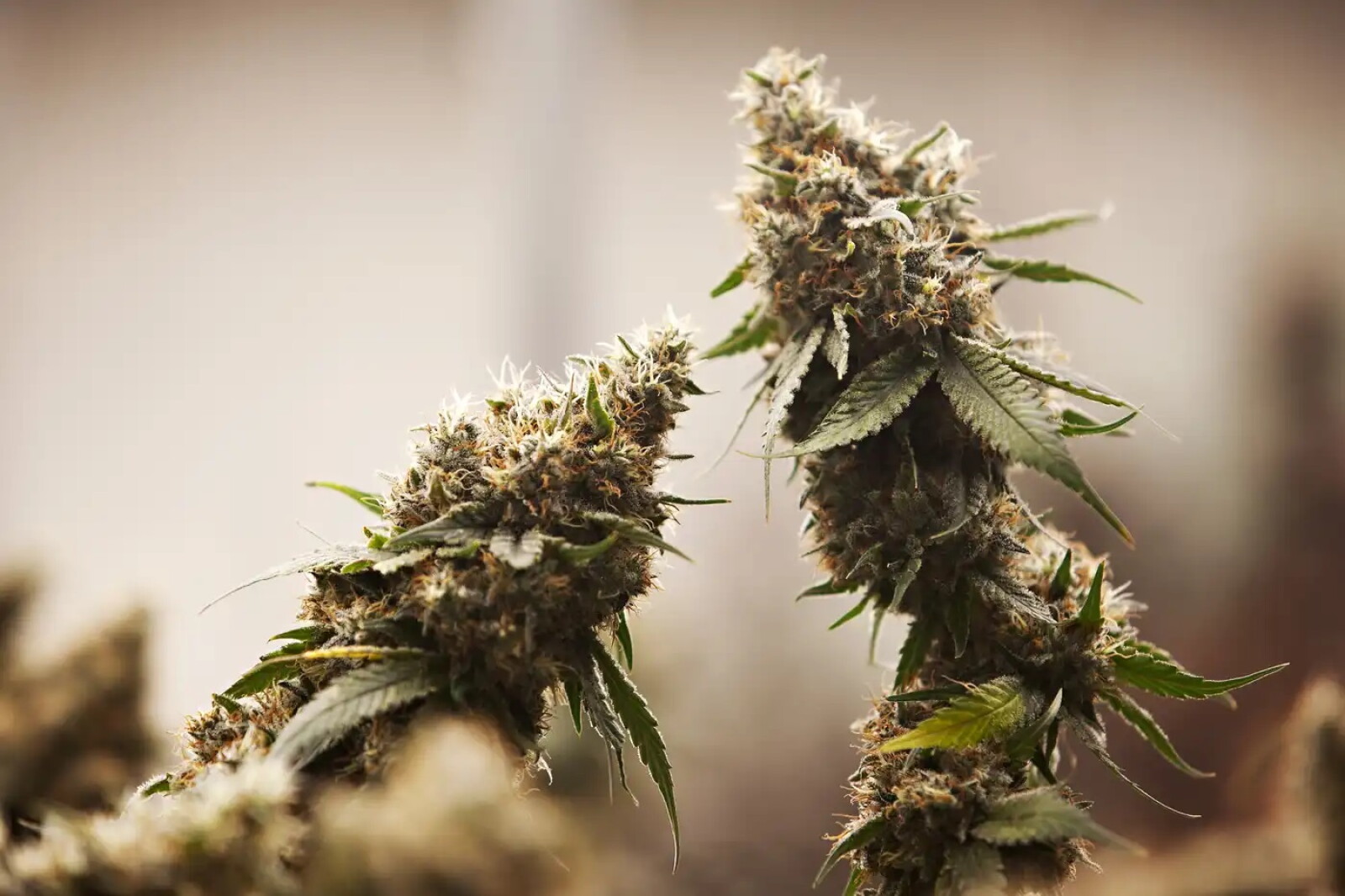 Minn. Office of Cannabis Management issues first business license – Alexandria Echo Press Minn. Office of Cannabis Management issues first business license – Alexandria Echo Press