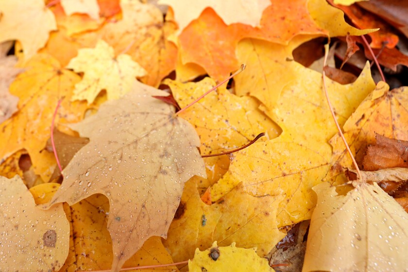 092920.N.BD.YellowMaple.jpg