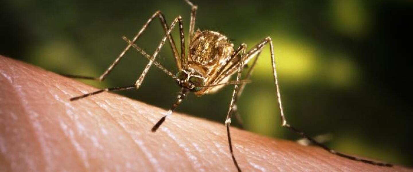 a close up view of a culex tarsalis mosquito perching on a human hand