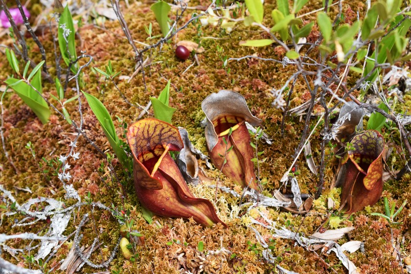 080820.N.BP.BIGBOG--9.jpg