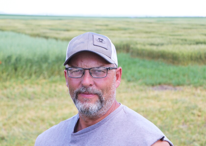 A farm manager stands, flanked by test plots of (from left) oats, spring wheat and winter wheat.