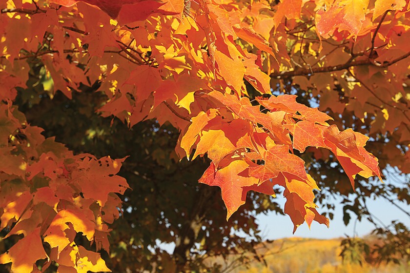 1078341+fall-leaves.jpg