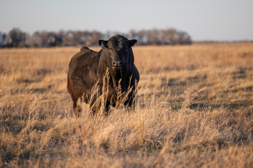 What should you be looking at when it comes to bull selection? - Agweek ...