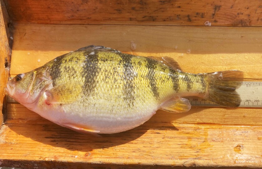 Perch