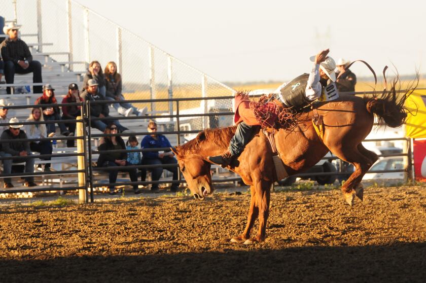 Bull riding winner Whitt shines on final day of Roughrider Days rodeo ...