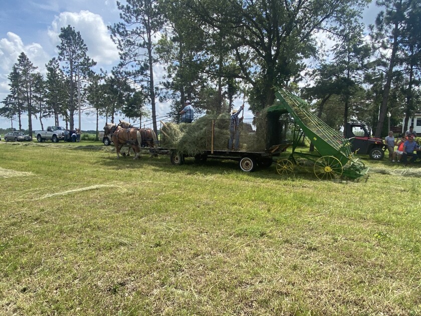 Horses pulling a hay loader.