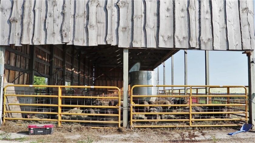 Pig barn.jpg