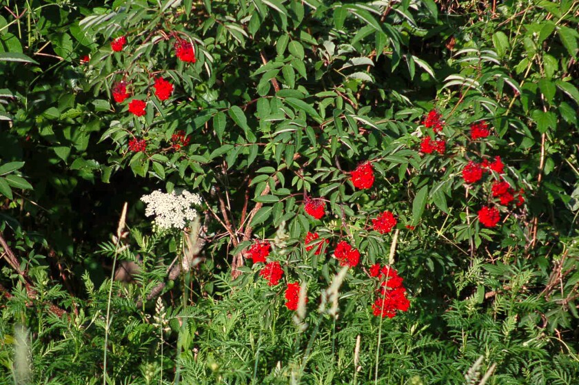 Red elderberries among green vegetation