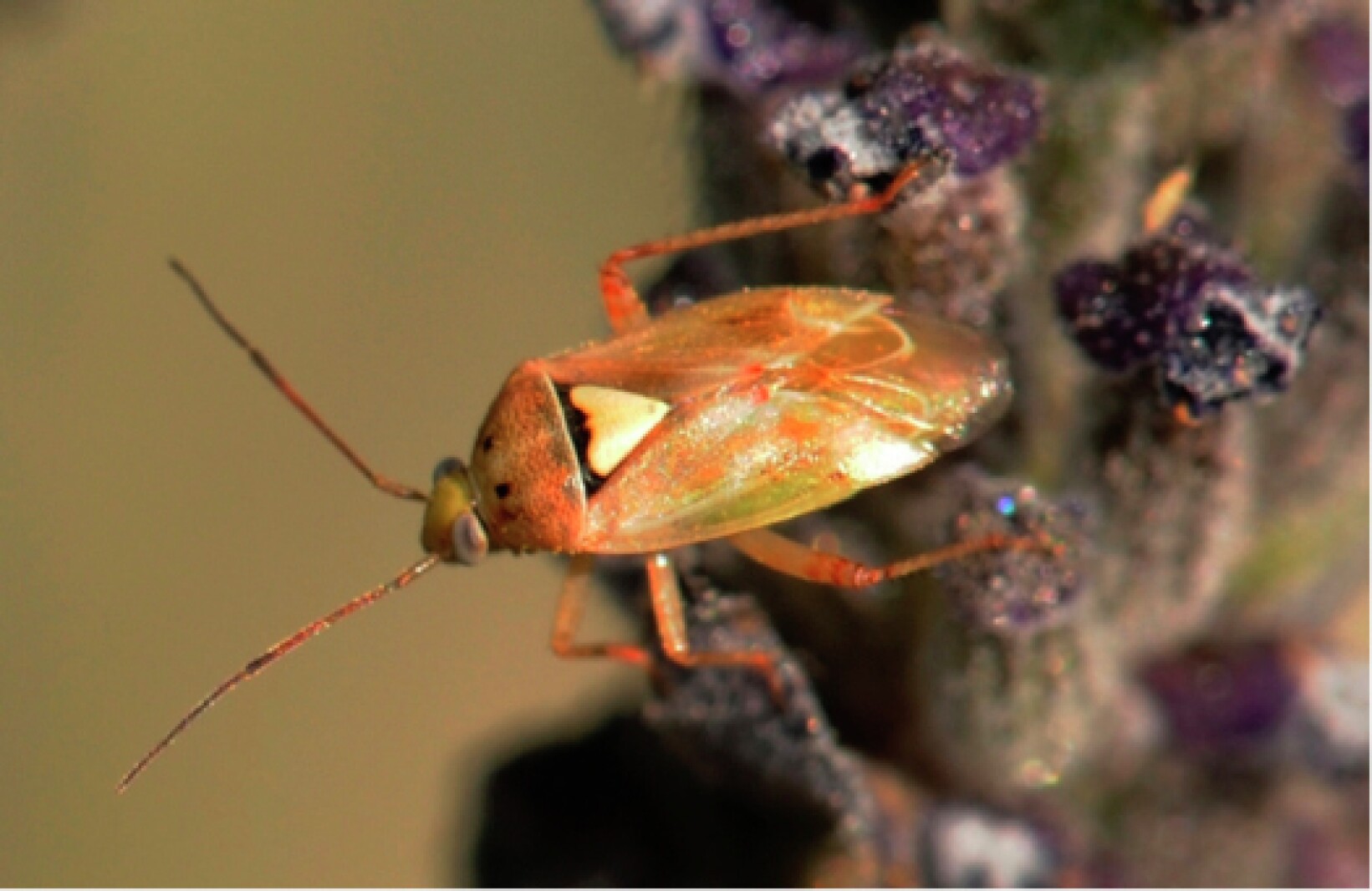 Scout for pests - Agweek | #1 source for agriculture news, farming, markets