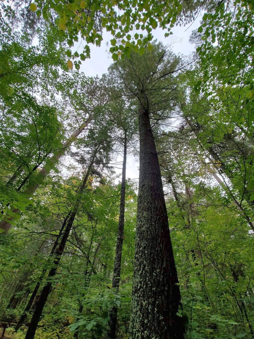 Lost 40 Minnesota: How This Pristine Forest Was Saved by a Mapping