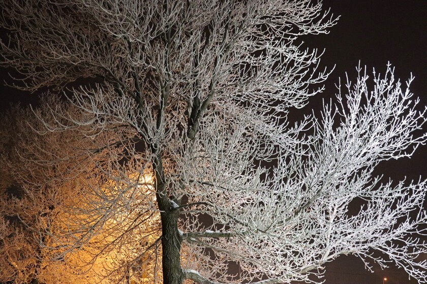 010121.N.BD.Frost4.jpg