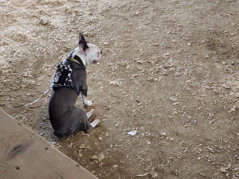 A contestant in the 4-H Pet Show sits patiently for a few minutes on Wednesday, Aug. 10, 2022, at the Jesse Oleson Pavilion at the Cottonwood County Fair.