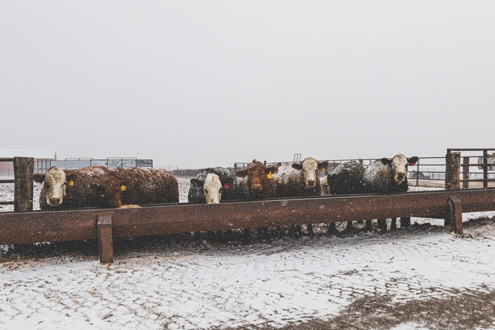 GronsethCattleFarm-38.jpg