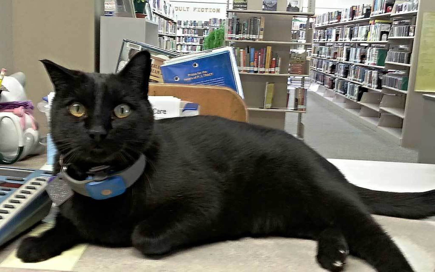 The story of Browser, the library cat, comes to a close - Pine and ...