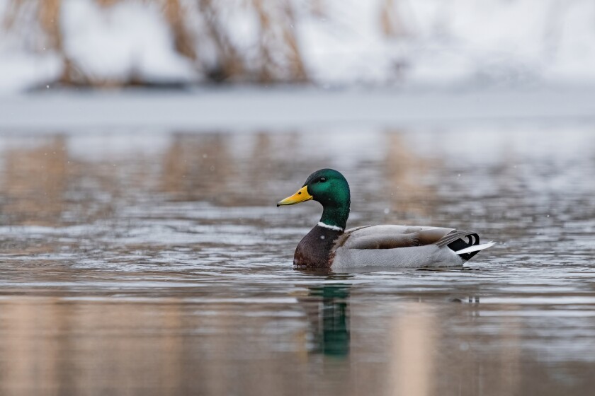 birds in flight or on water