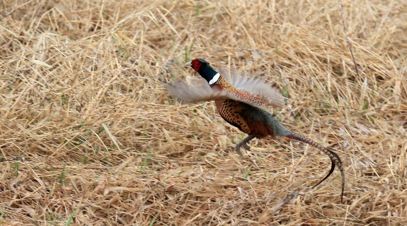 041021 N DG Ring necked Pheasant S1