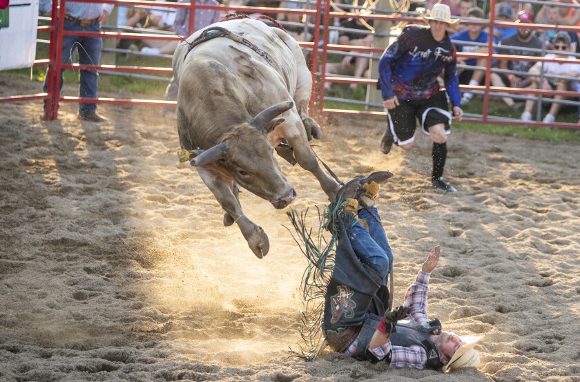 PHOTOS: Bull riding at Kandiyohi County Fair - West Central Tribune ...