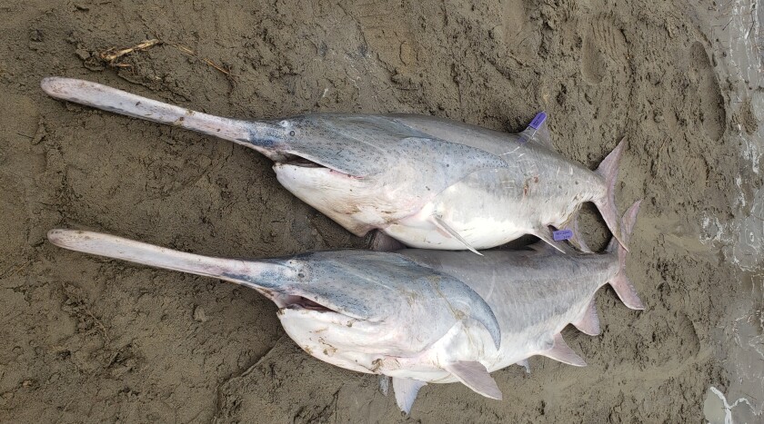 Doug Leier: The paddlefish is one of North Dakota’s most unique fish ...