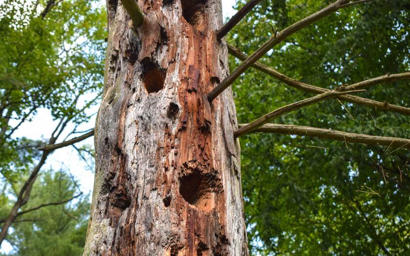 woodpecker-holed-tree-shutterstock.jpg