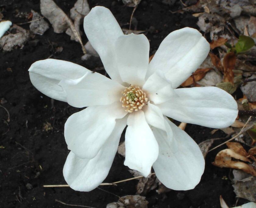 Growing Together: Hot new trees and shrubs, courtesy of NDSU's breeding ...