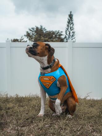 dog in Superman costume