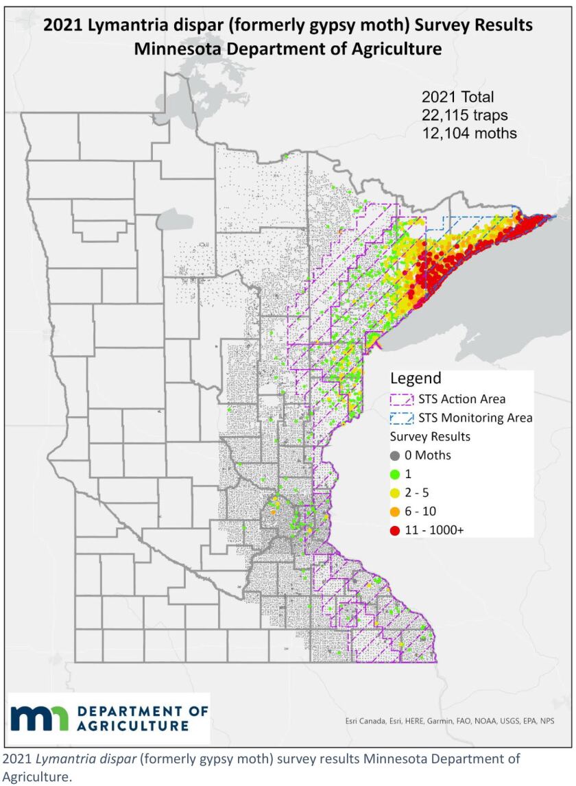 Minnesota spongy moth outbreaks 2021