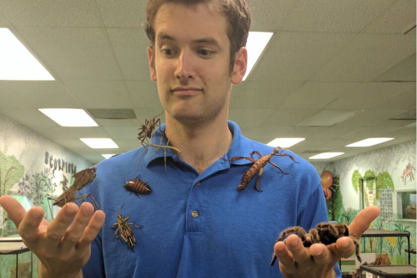 Thieves Insect Thieves stole 7,000 creepy insects and spiders from a museum. But why ...