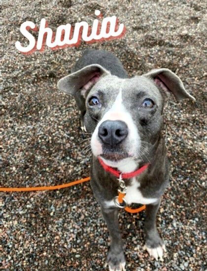 PETS_Shania.jpg