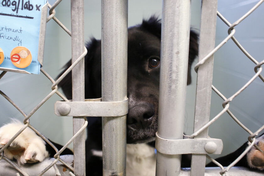 Fargo Rabbit Dog Fargo animal shelter celebrates record-breaking number of adoptions ...