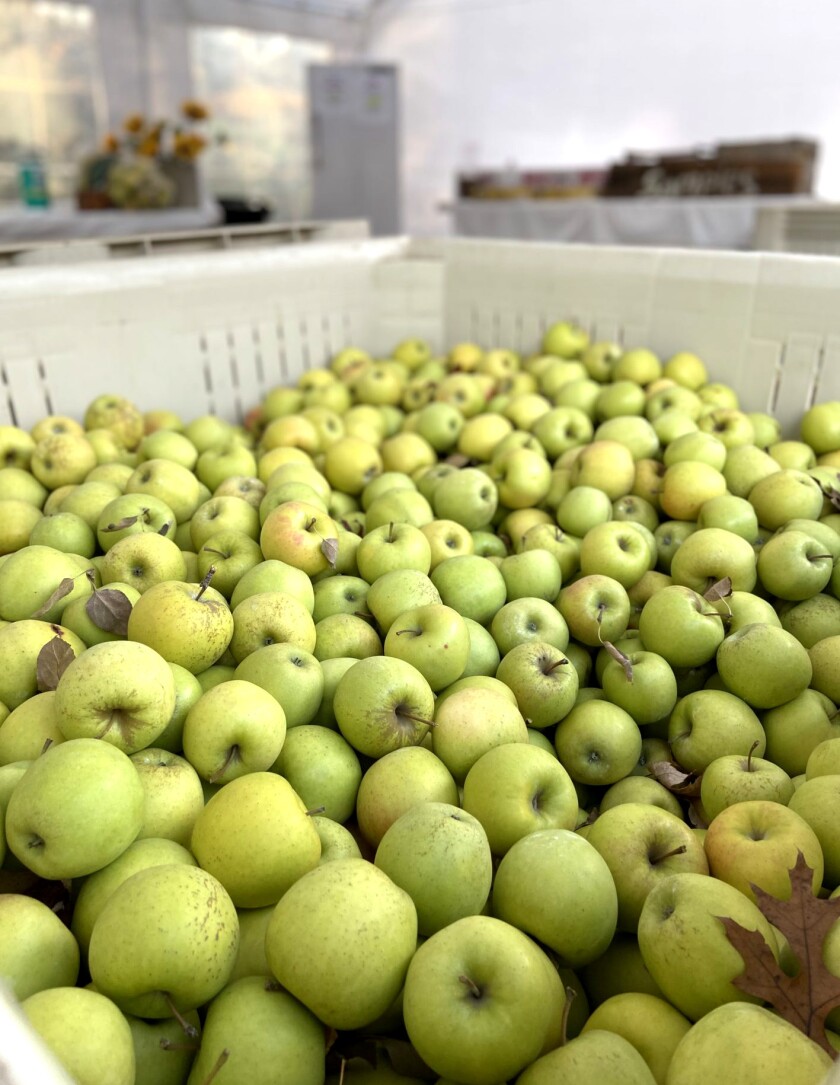 A bin of green apples.