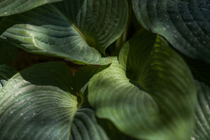 Shades of Green Hosta Society garden tour
